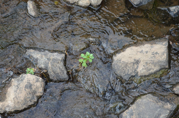 Finding a small plant growing from the river bed
